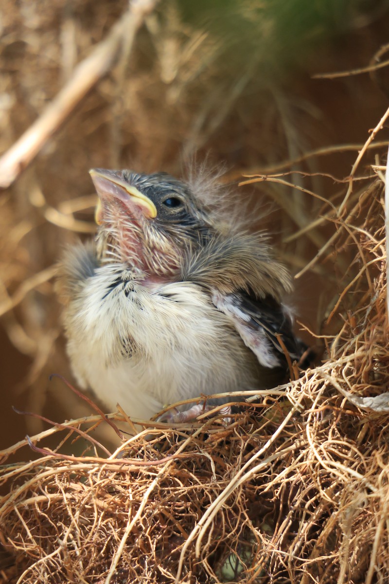 Song Sparrow - ML361077821