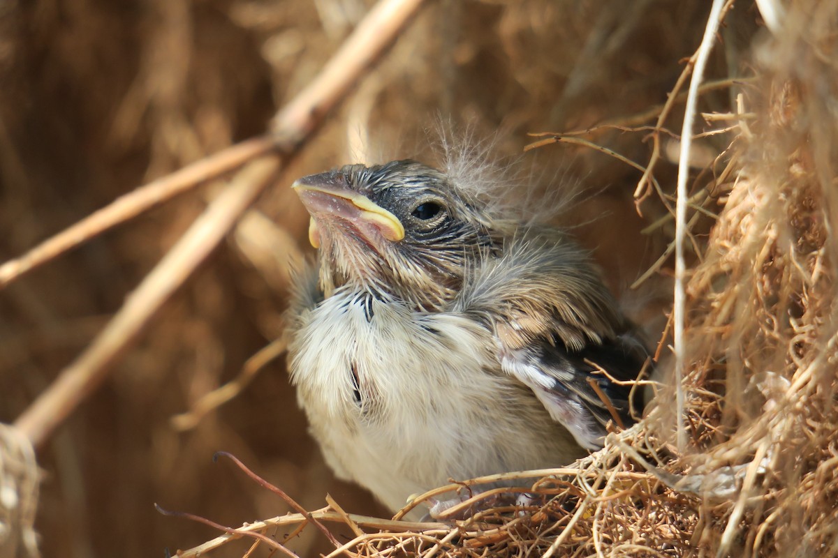 Song Sparrow - ML361077841