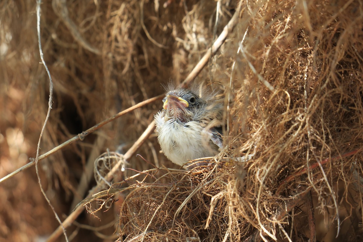 Song Sparrow - ML361077851