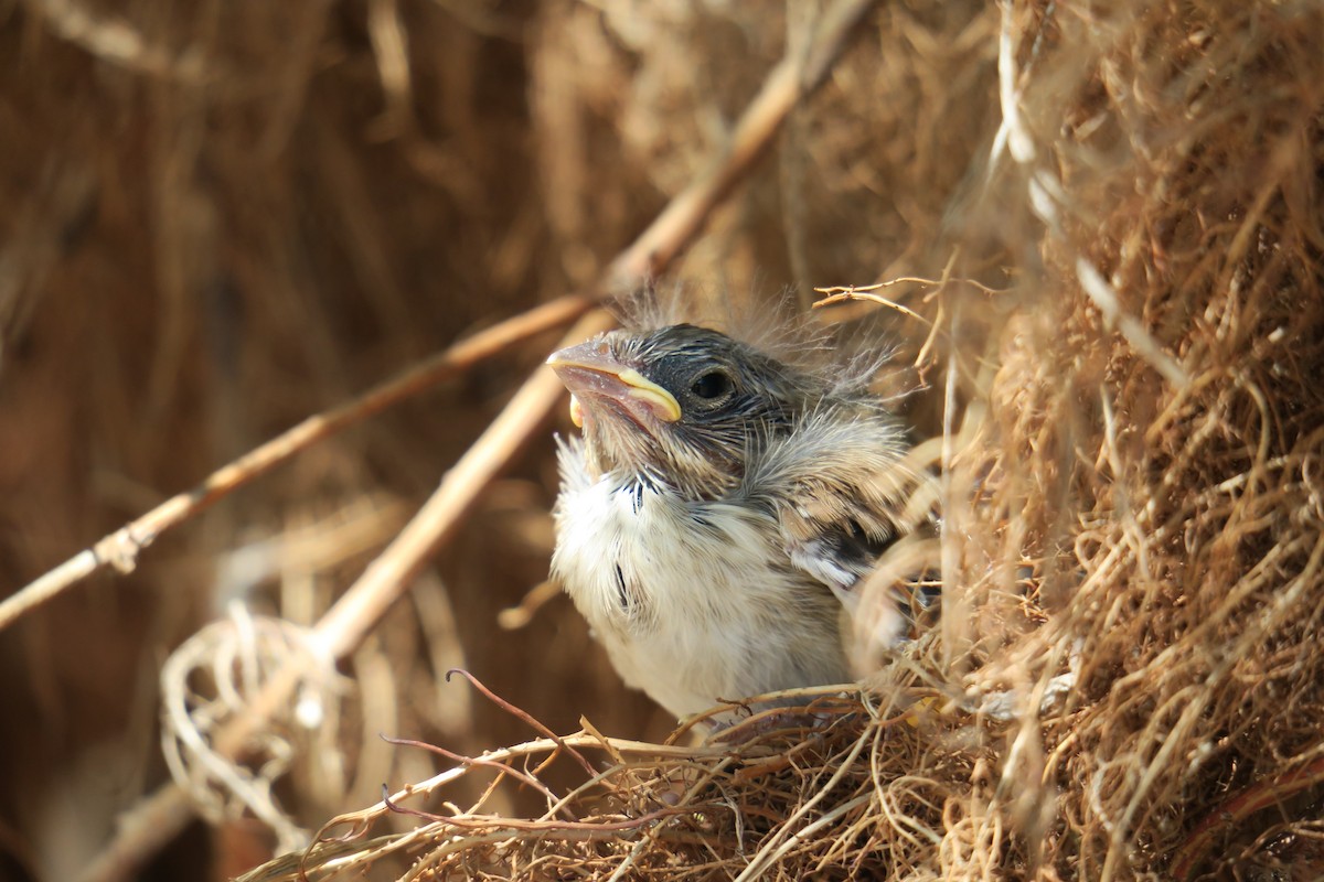 Song Sparrow - ML361077871