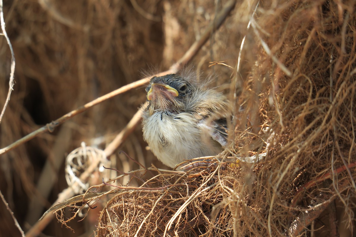 Song Sparrow - ML361077881