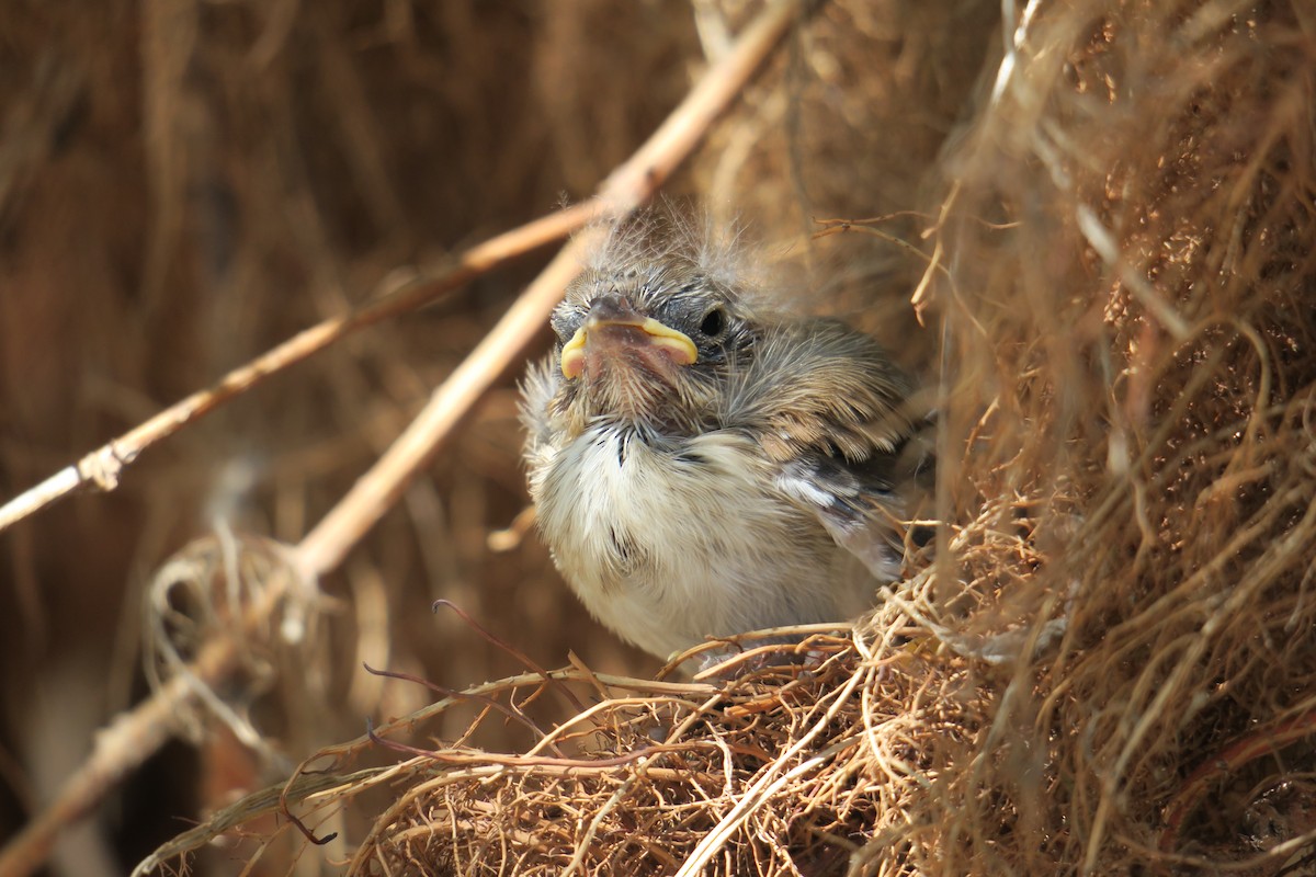 Song Sparrow - ML361077891