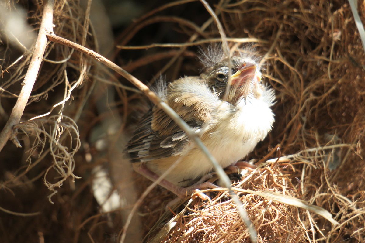 Song Sparrow - ML361077901