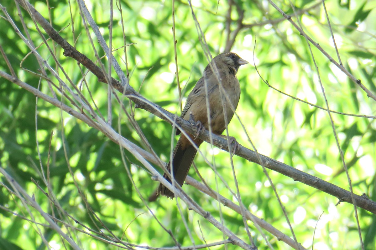 Abert's Towhee - ML361077961