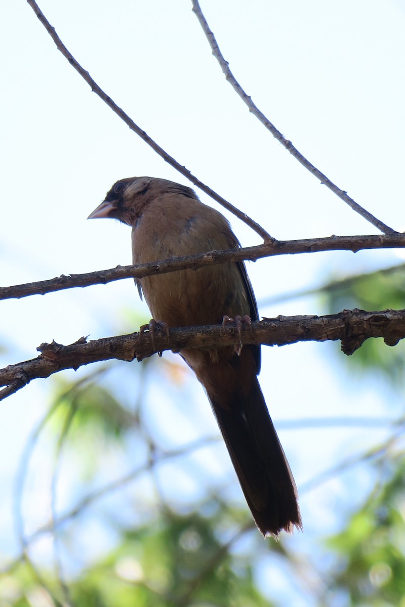 Abert's Towhee - ML361077971