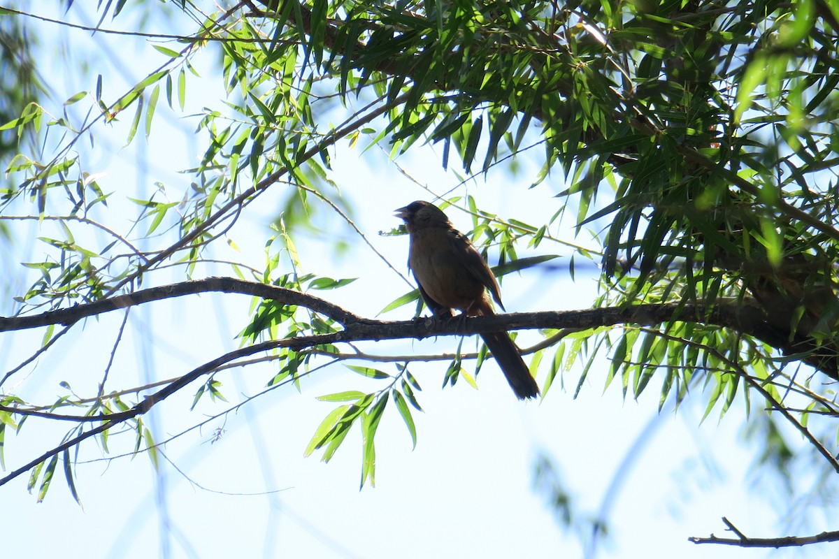 Abert's Towhee - ML361077981