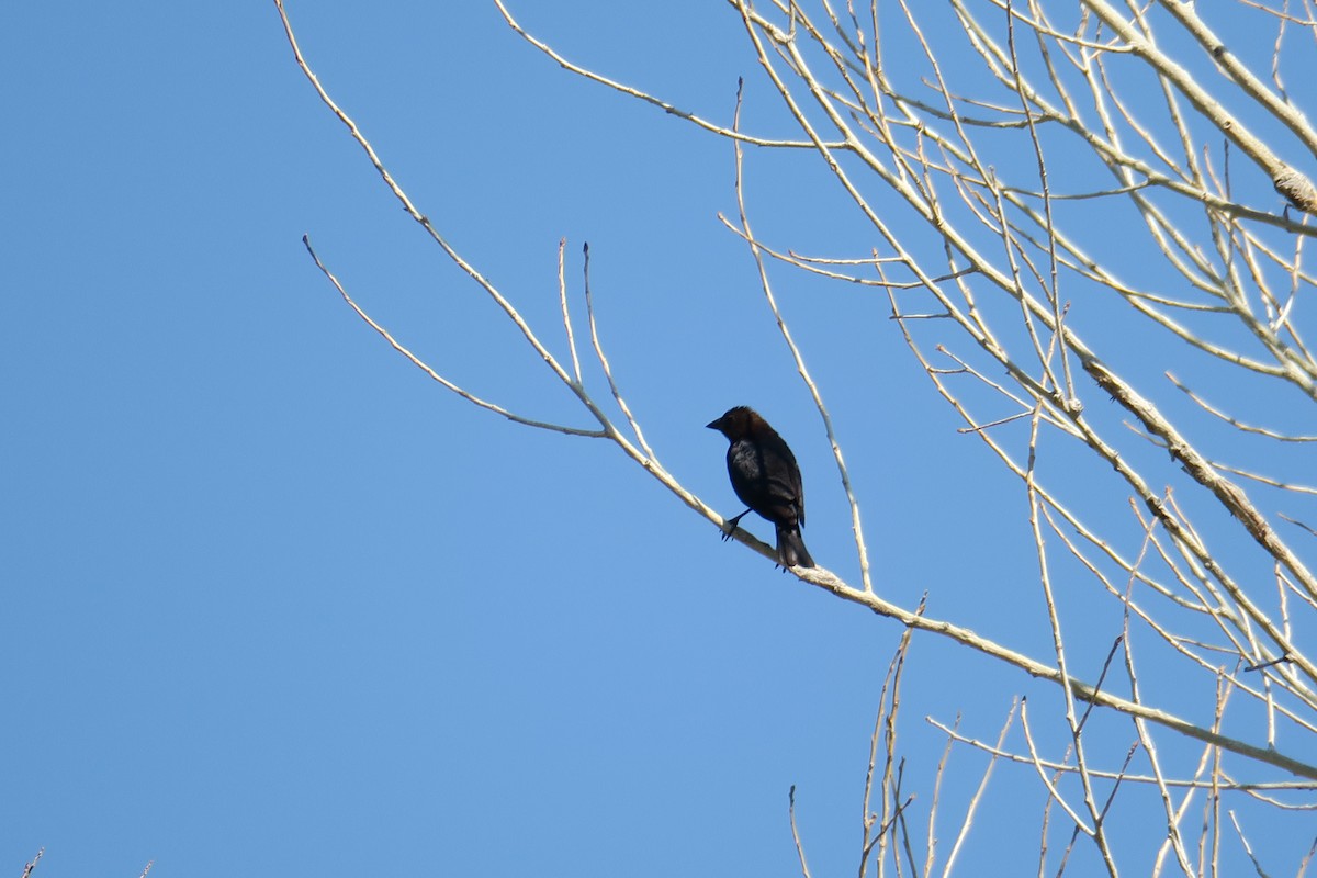 Brown-headed Cowbird - ML361078061