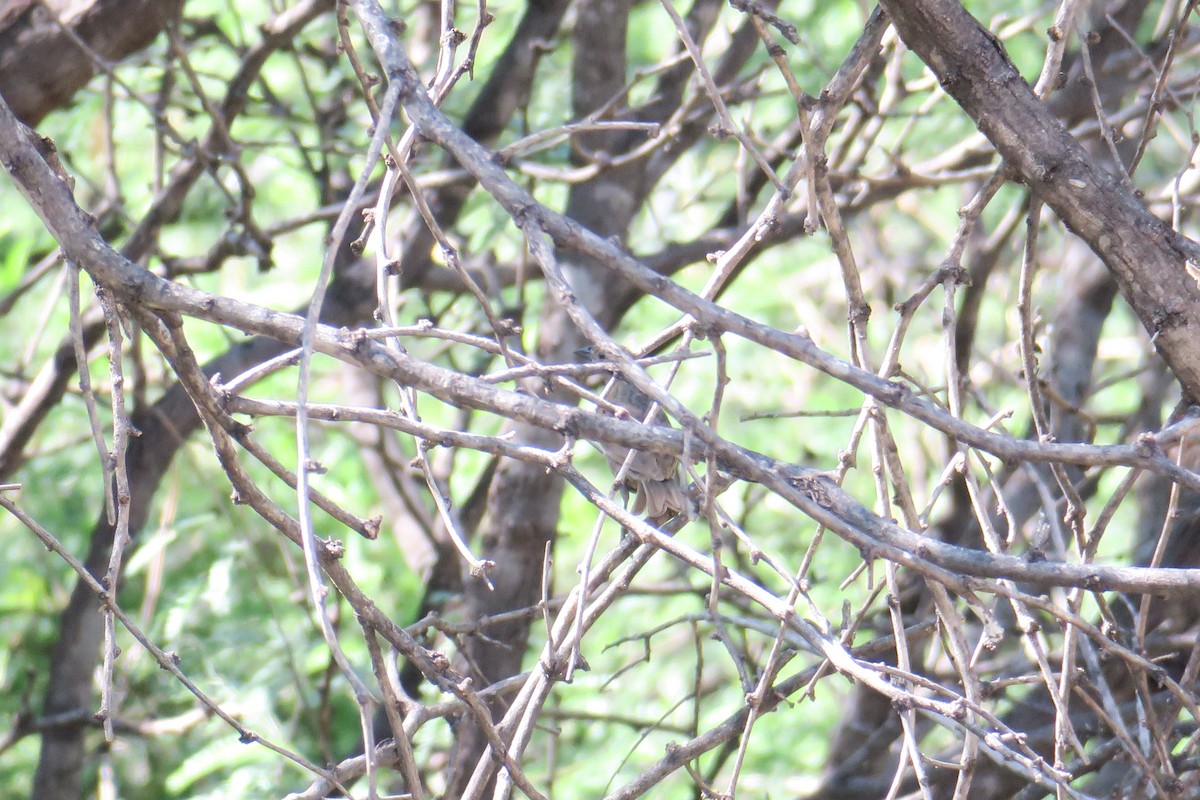 Brown-headed Cowbird - ML361078071