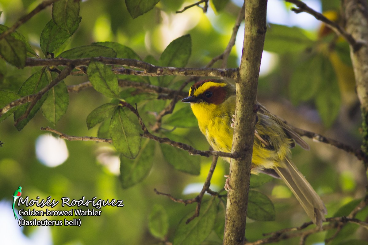 Golden-browed Warbler - ML361078961