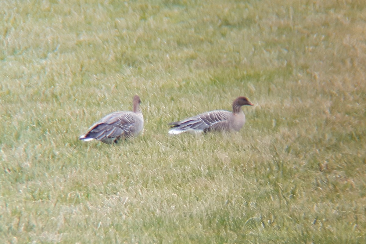 Pink-footed Goose - ML361079771