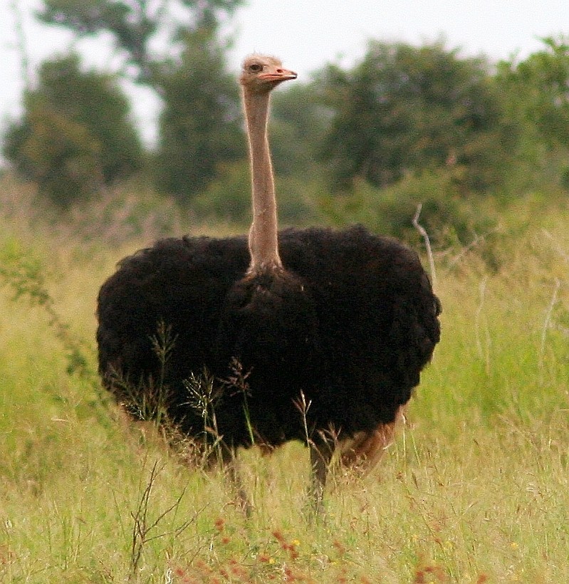 Common Ostrich - ML361079911