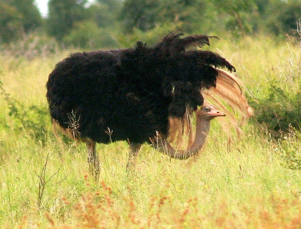 Common Ostrich - ML361079921