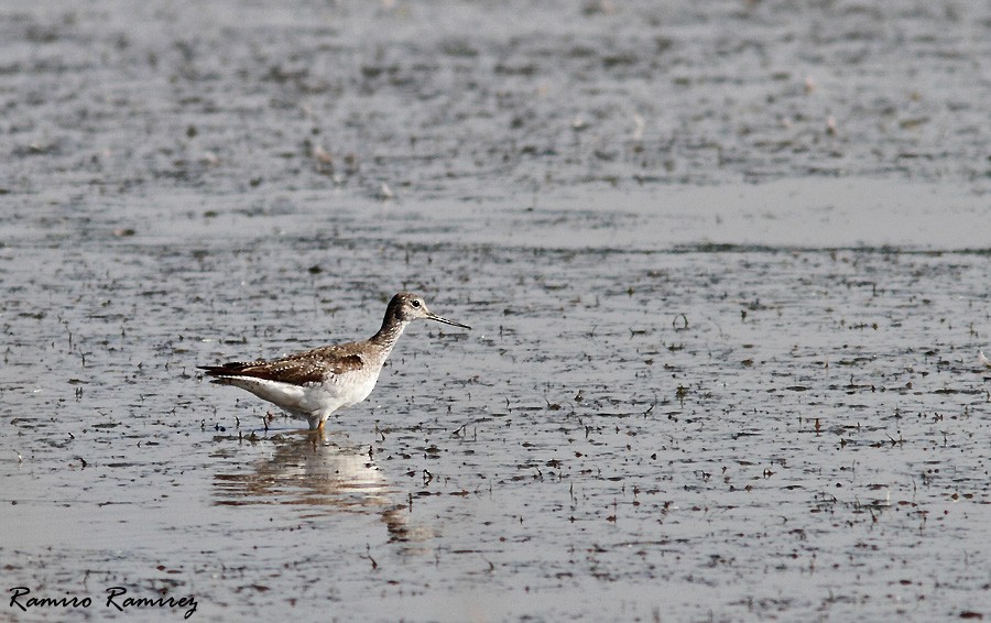 Greater Yellowlegs - Ramiro Ramirez