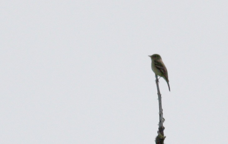 Yellow-bellied Flycatcher - Jay McGowan