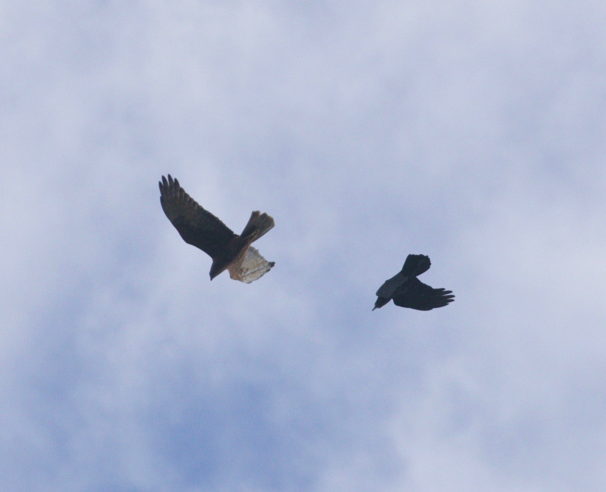 Swamp Harrier - ML361088881