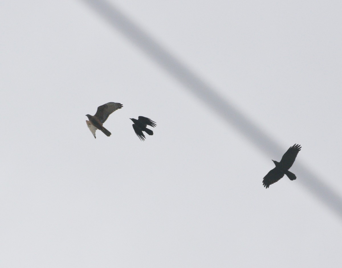 Swamp Harrier - ML361089001