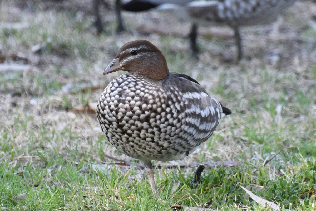 Maned Duck - ML361089781