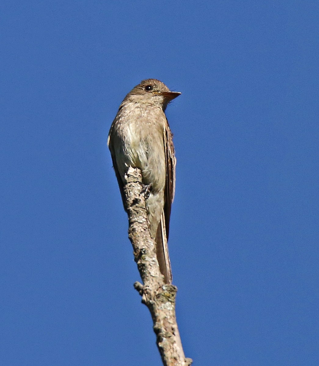 Western Wood-Pewee - ML36109041