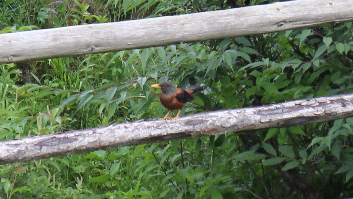 Chestnut Thrush - ML361092631