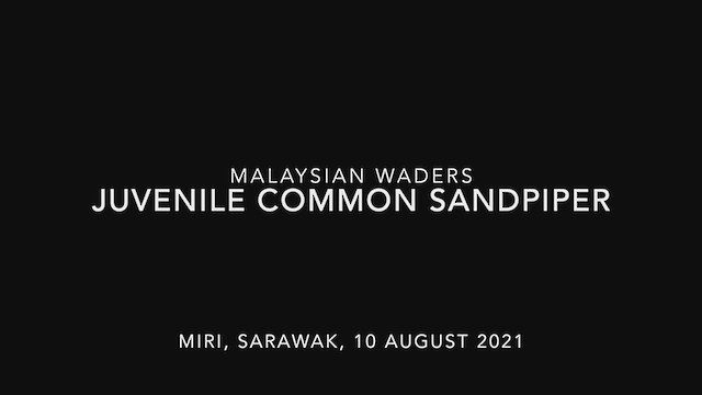 Common Sandpiper - ML361093101