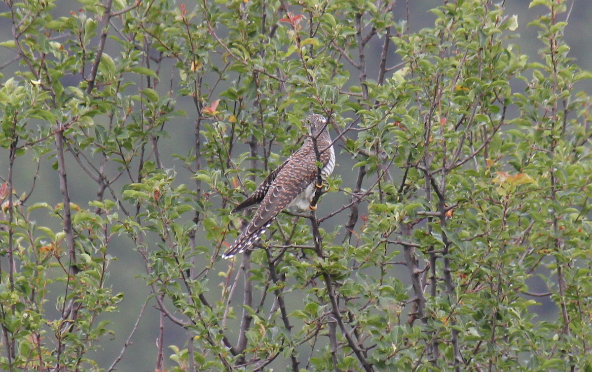 Himalayan Cuckoo - Ian McCutcheon