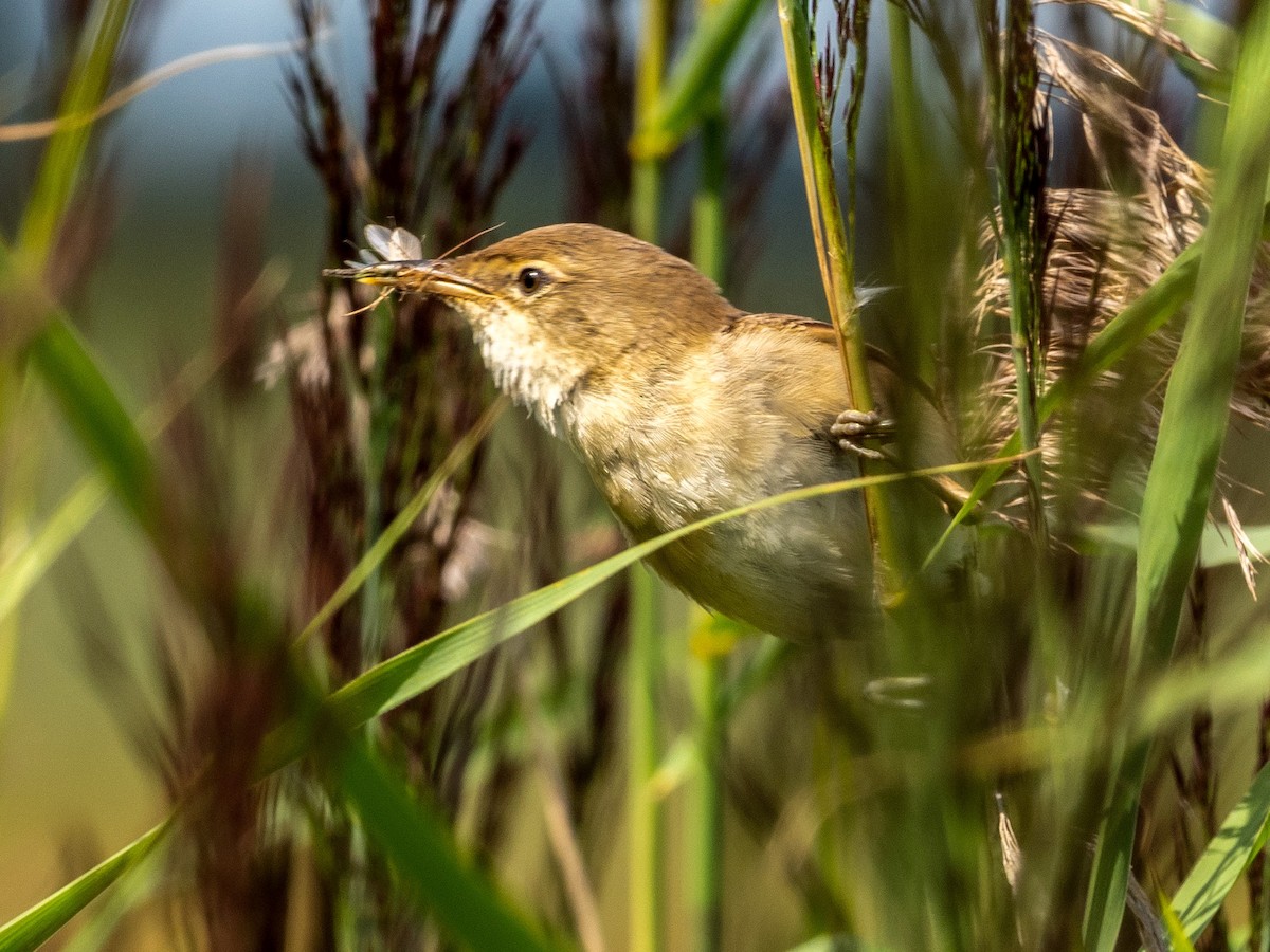 Common Reed Warbler - ML361093661