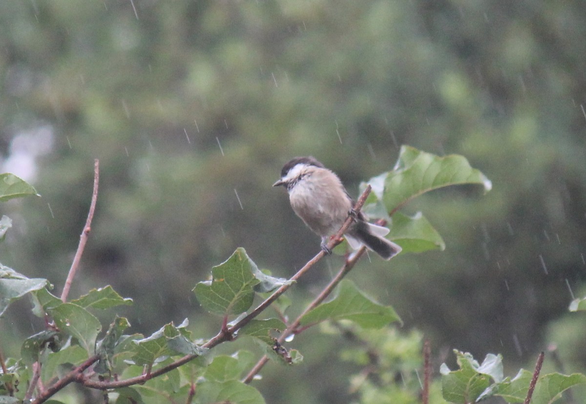 Black-bibbed Tit - ML361093861