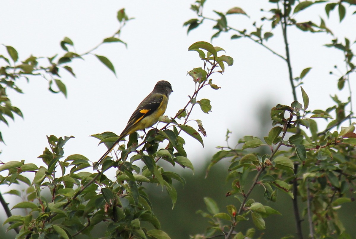 Gray-chinned Minivet - ML361094091