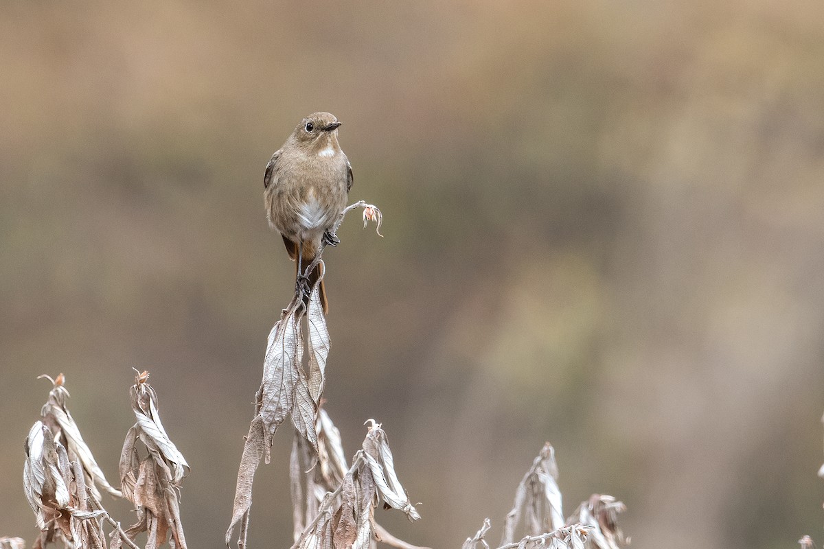 White-throated Redstart - ML361094391