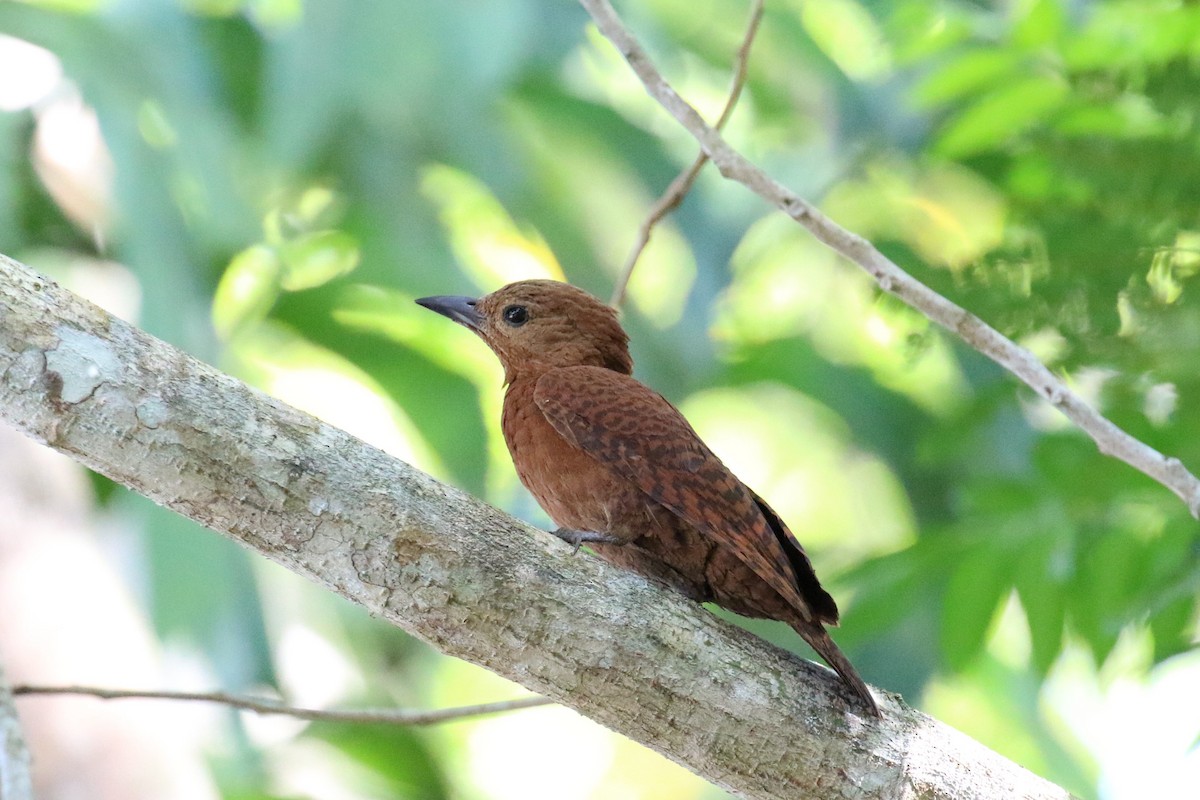 Rufous Woodpecker - ML361094621