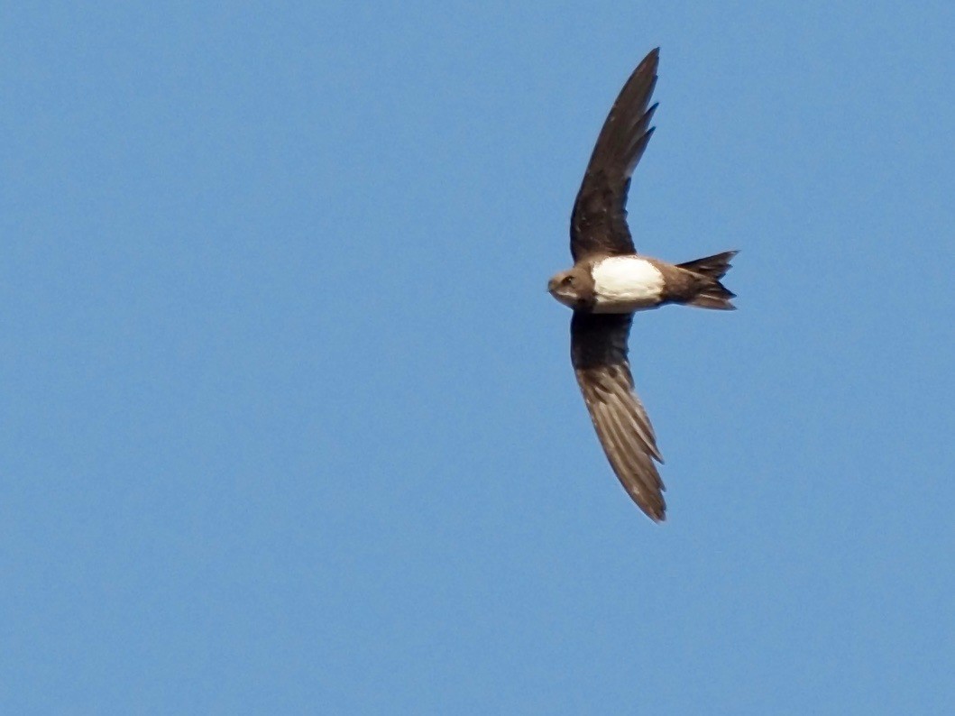 Alpine Swift - ML361095161