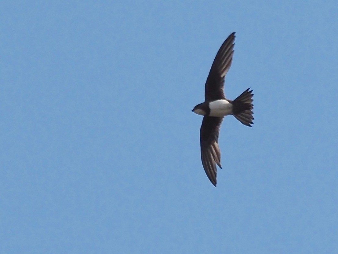 Alpine Swift - ML361096361