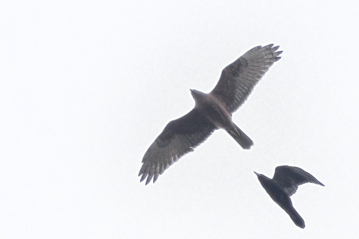 Swamp Harrier - ML361096811