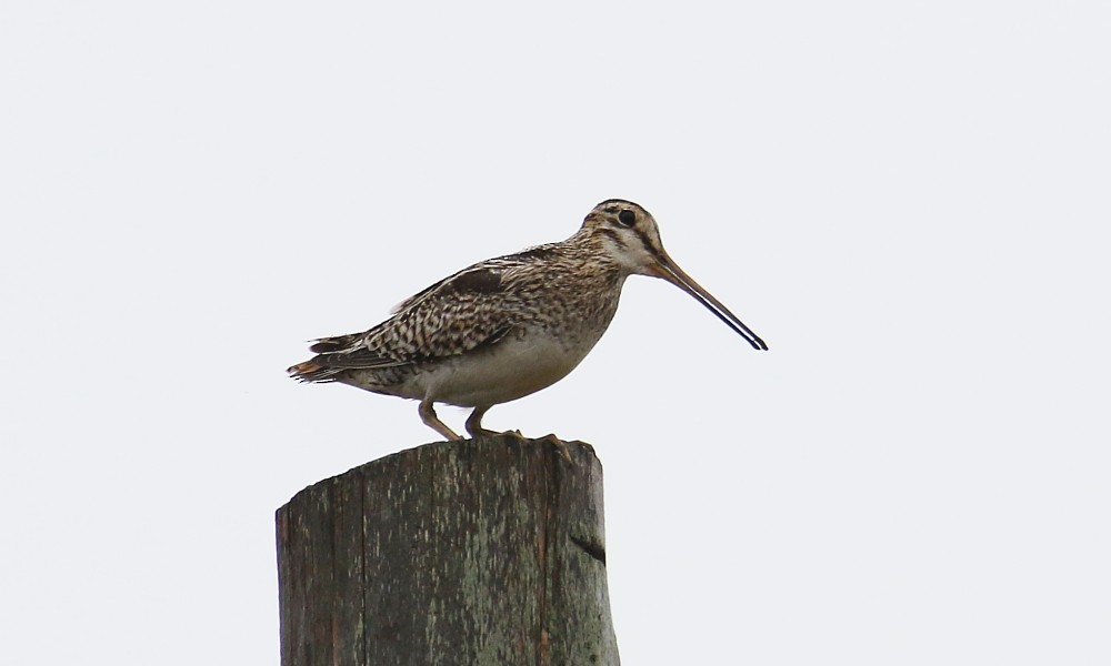 Latham's Snipe - ML361096901