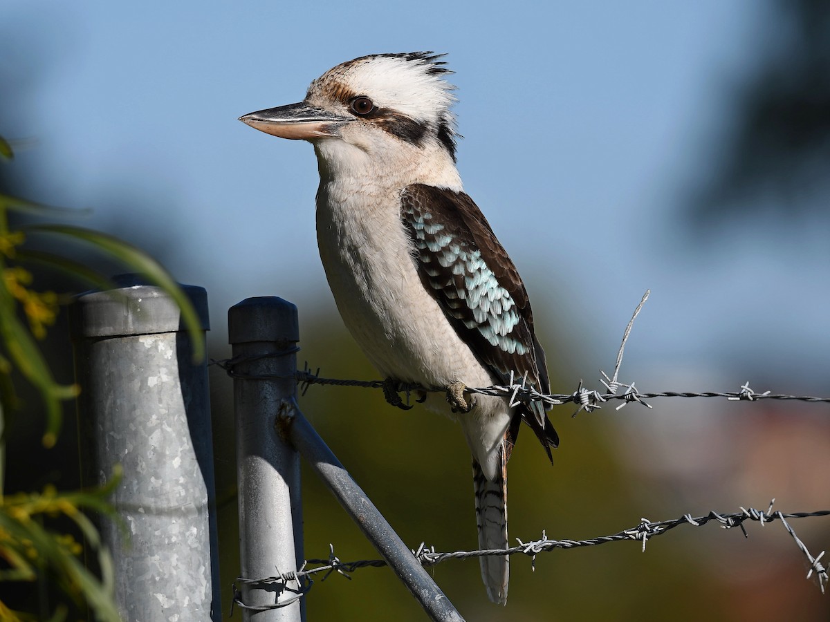 Laughing Kookaburra - Alex Rogers