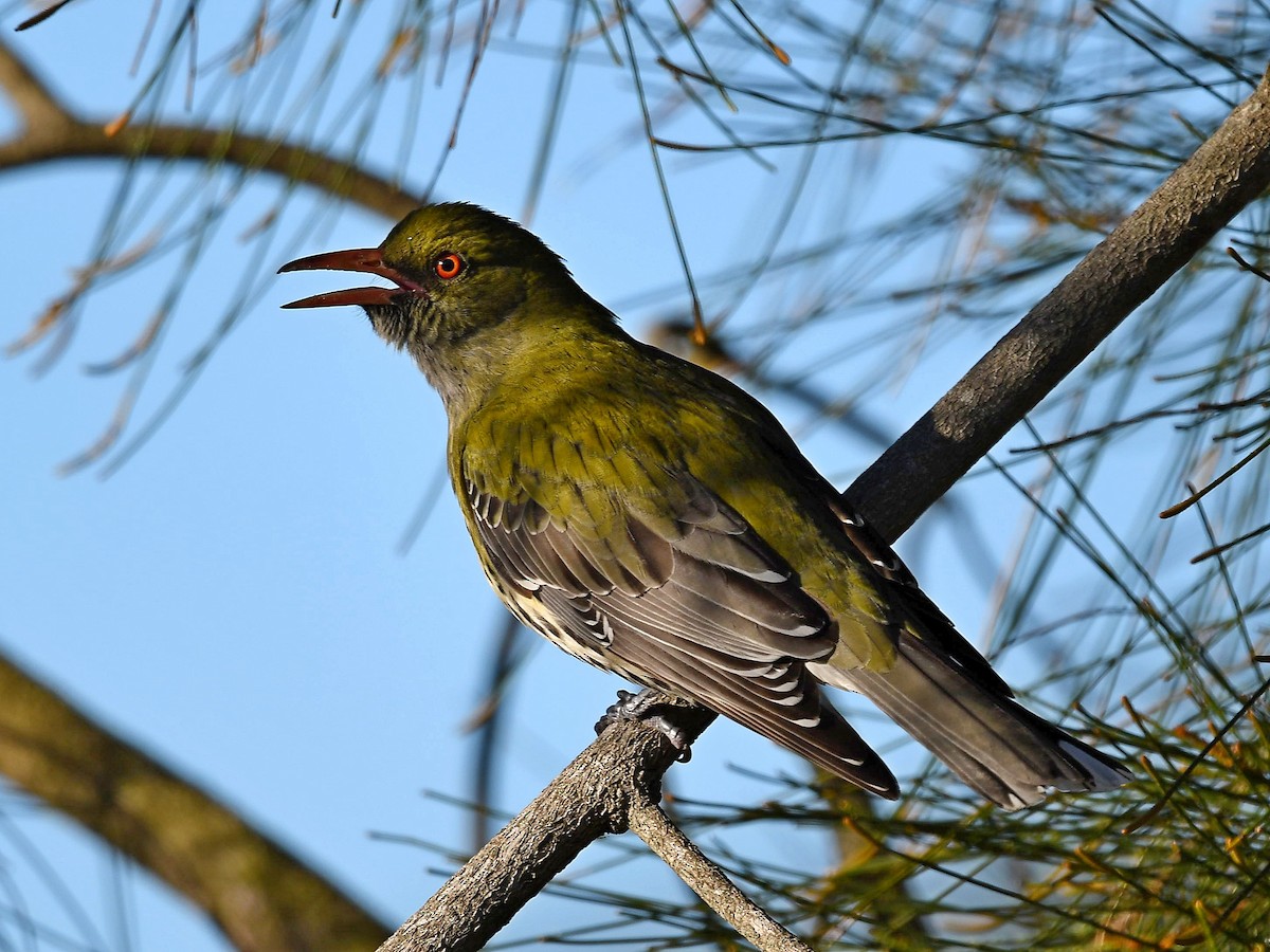 Olive-backed Oriole - Alex Rogers