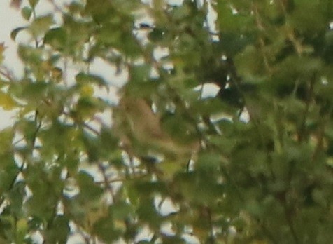 Icterine Warbler - ML361097871