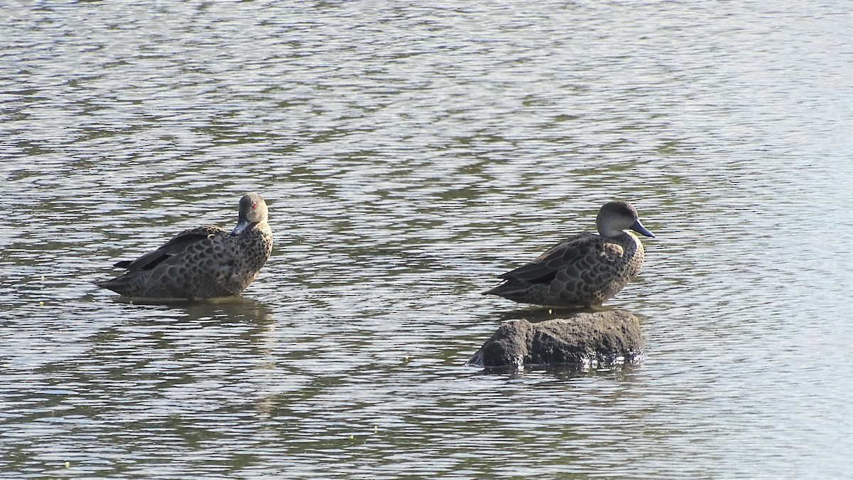 Gray Teal - ML361098611