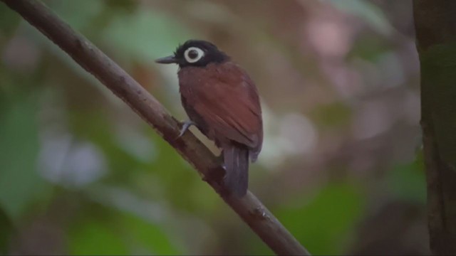 Schwarzkopf-Ameisenvogel - ML361099101