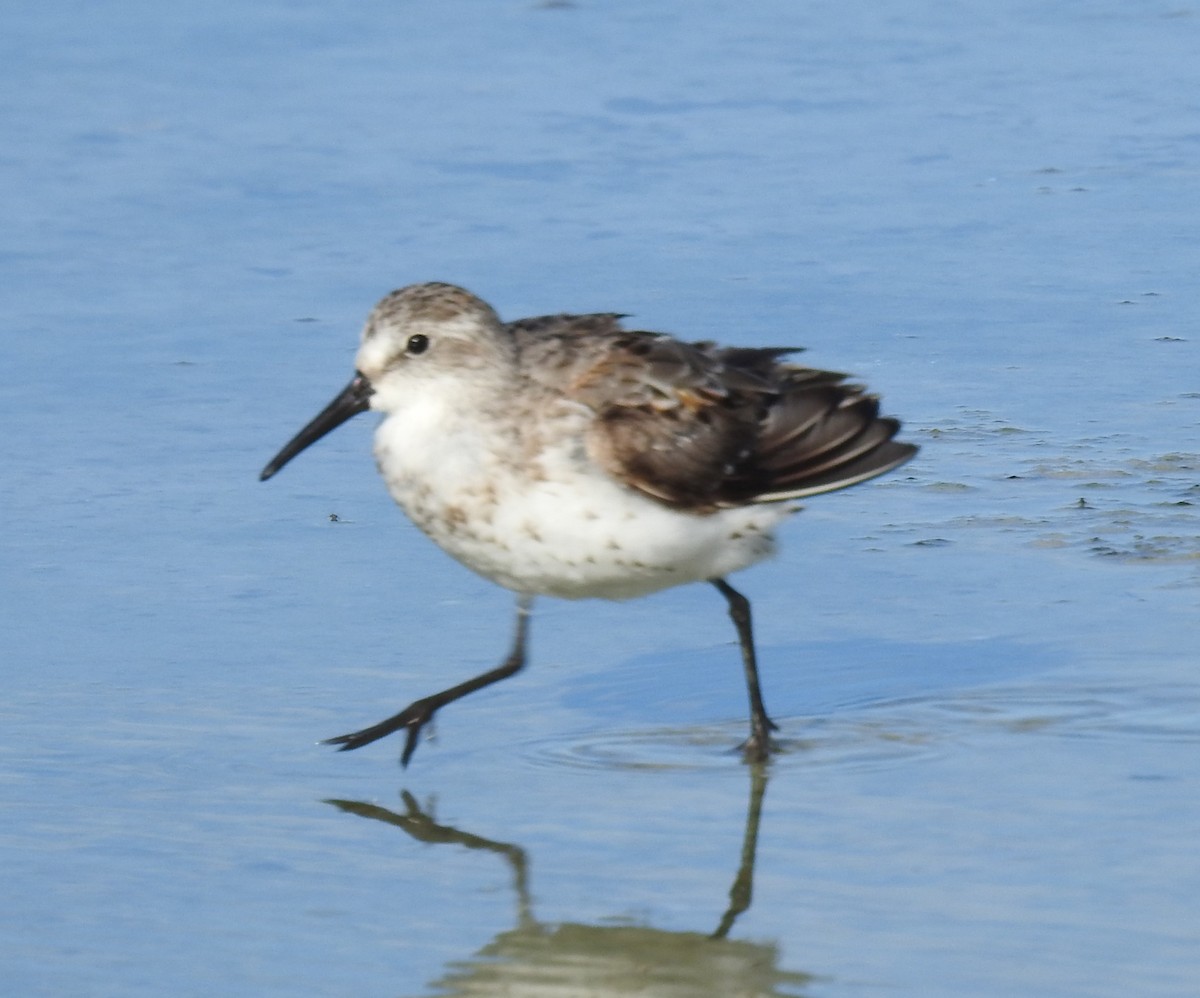 beringsnipe - ML361099851