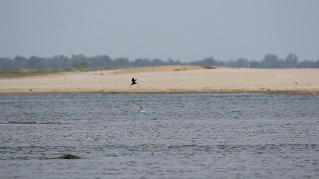 Lesser Noddy - ML361100401