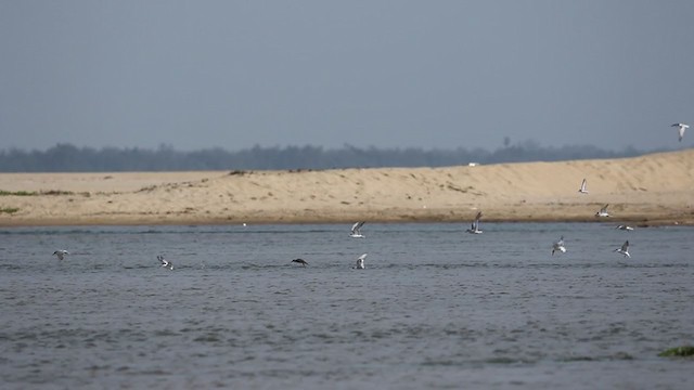 Lesser Noddy - ML361100421