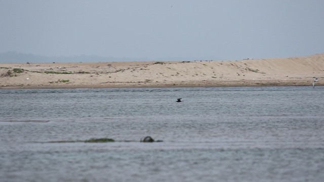 Lesser Noddy - ML361100451