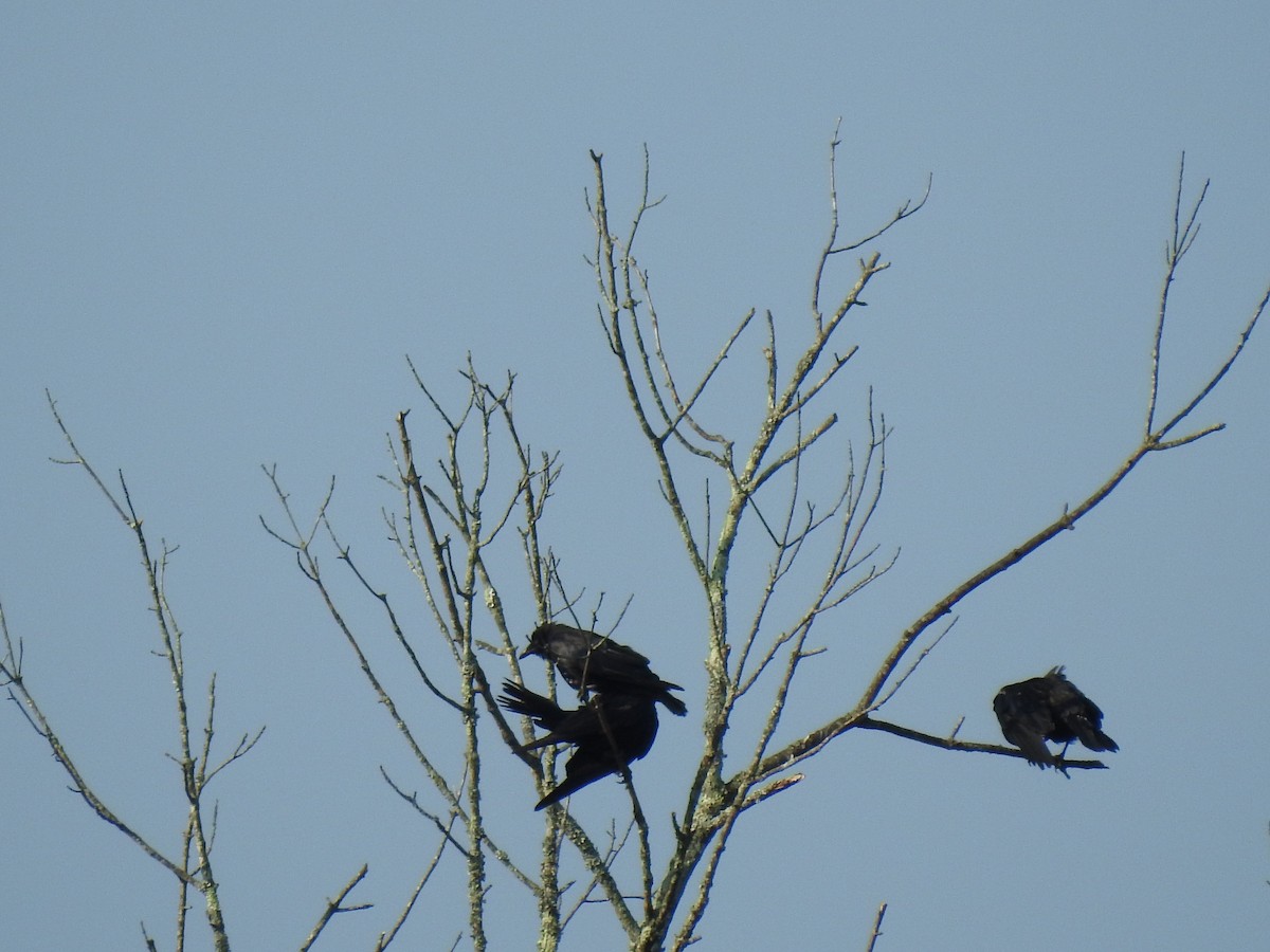 Fish Crow - ML361102951