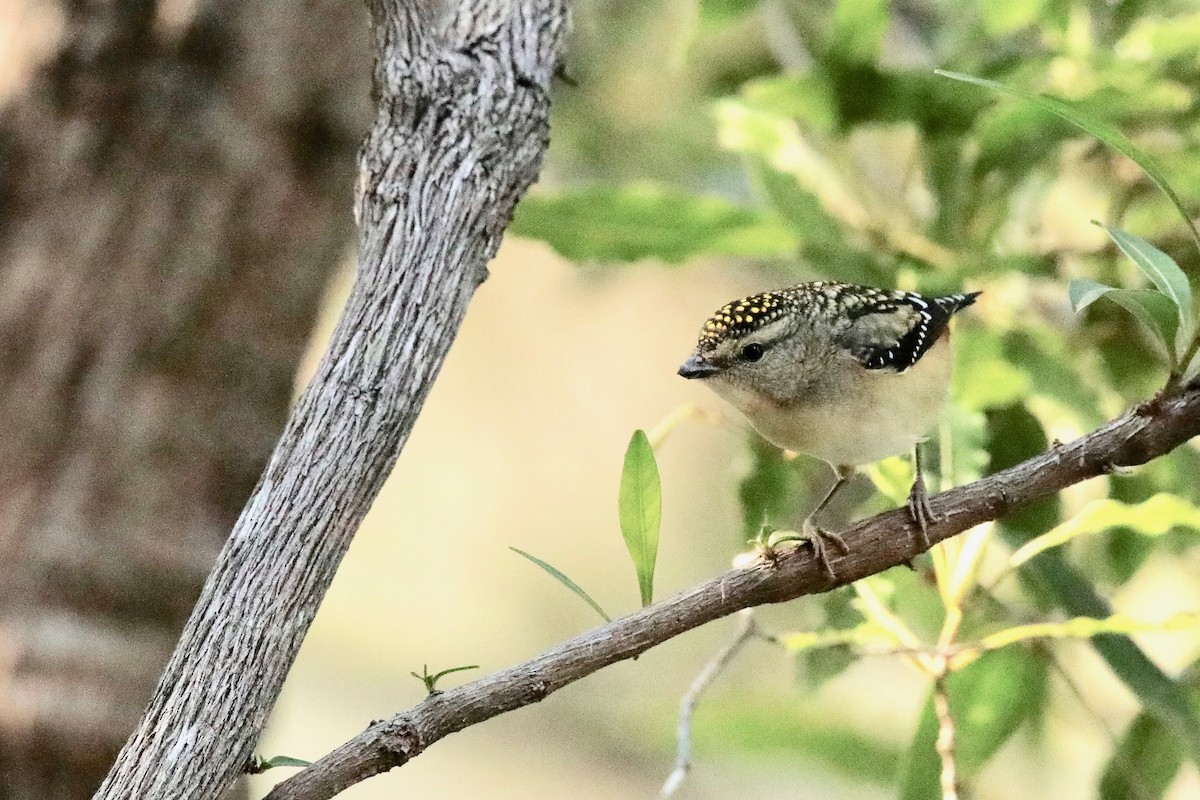 Spotted Pardalote - ML361103531