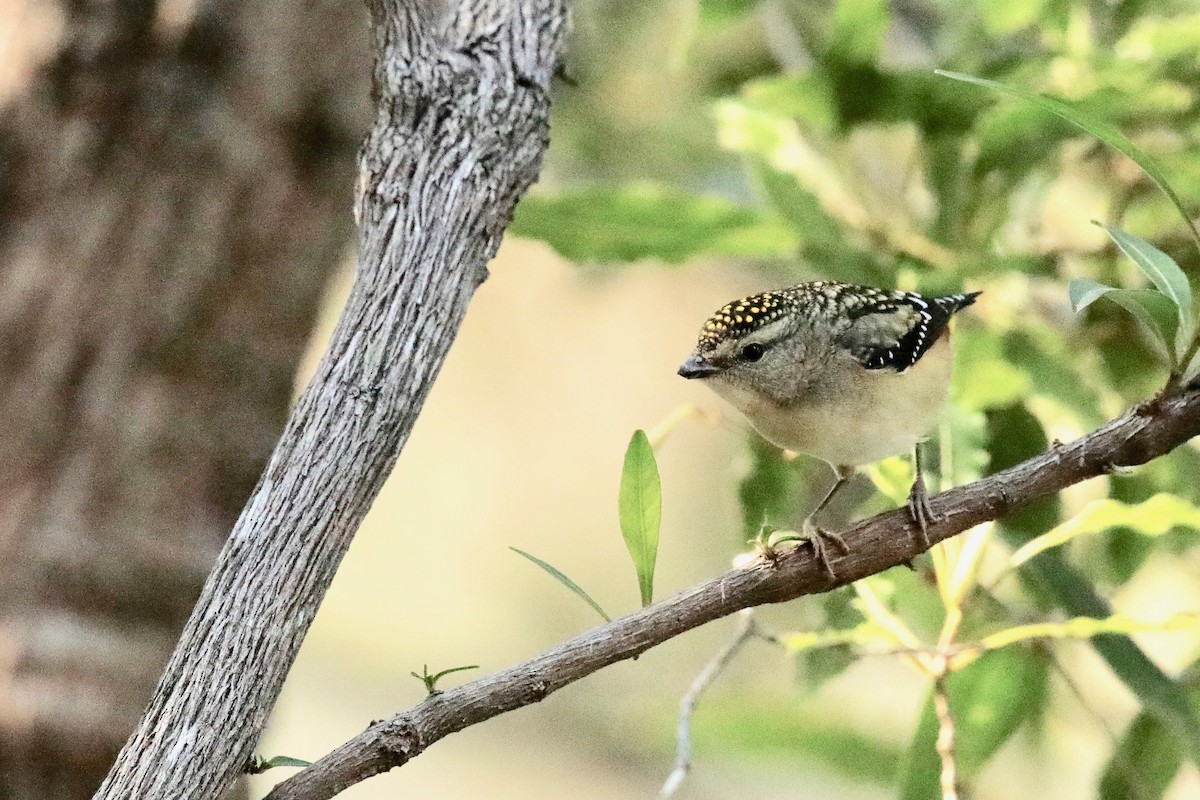 Pardalote Moteado - ML361103531