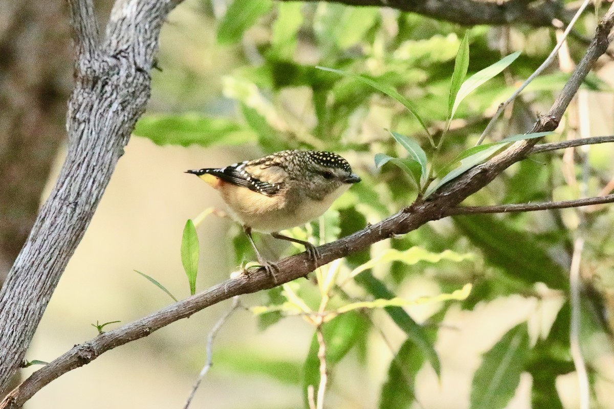 Pardalote Moteado - ML361103551
