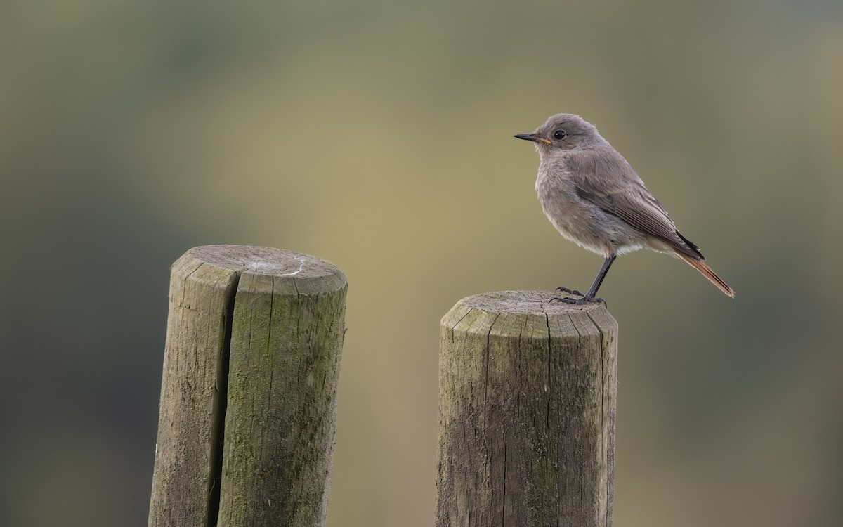 Black Redstart (Western) - ML361104671