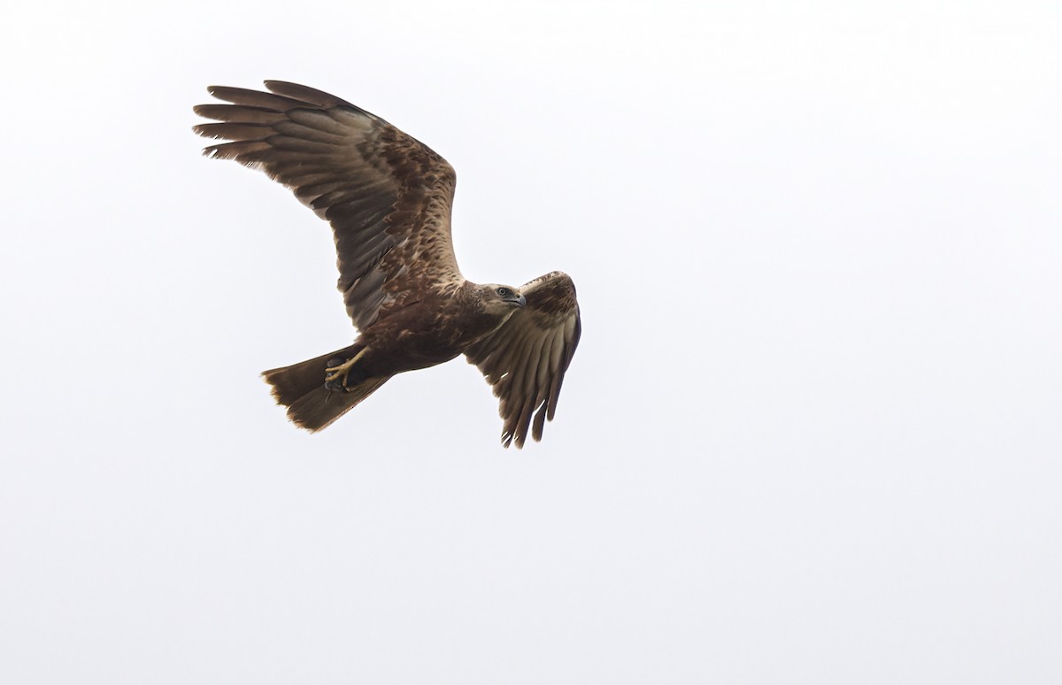 Western Marsh Harrier - ML361104821