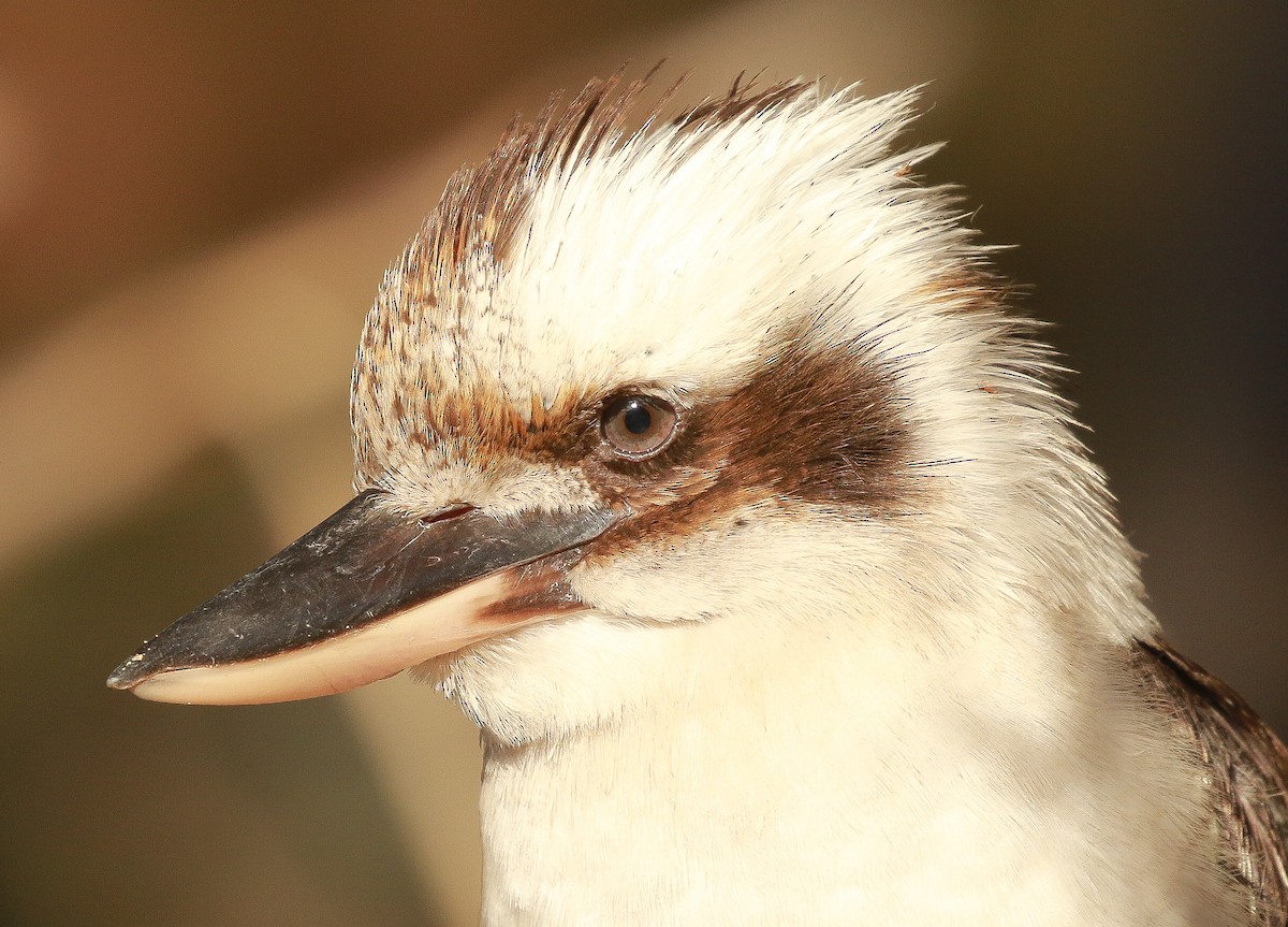 Laughing Kookaburra - ML361106101